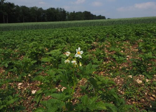 马铃薯亩产量一般多少斤 亩产万斤种植技术