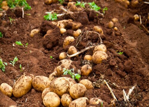 马铃薯一年可以种几次 种植几个月后可以收成（种植周期）