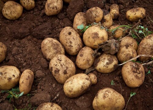 马铃薯多久成熟 生长期与成熟期的时间