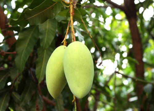 芒果的生长周期是多长时间