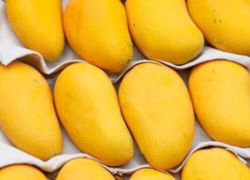 百色芒果哪个品种最好吃 广西百色芒果品种排名