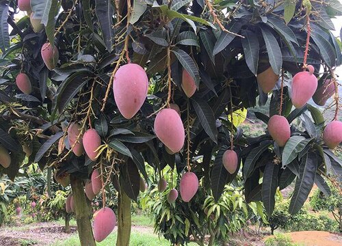 为什么家里不能种芒果树 家里种芒果好不好