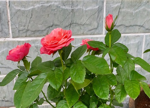玫瑰的花期是几月份 玫瑰花几月开放是什么季节