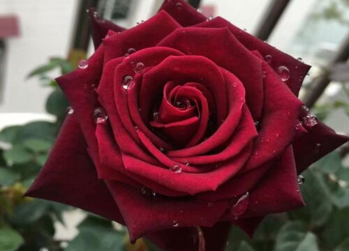 十九朵玫瑰花的花语是什么意思