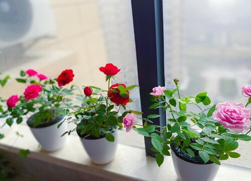 玫瑰花种植时间和方法