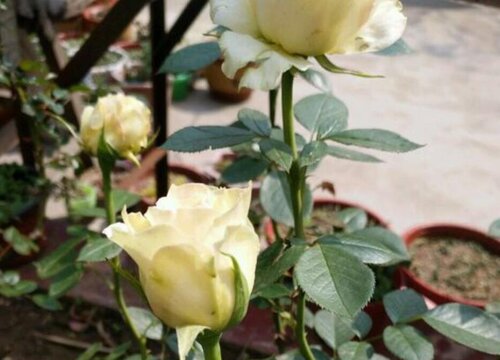 盆栽玫瑰一年开几次花
