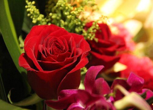 十一朵玫瑰花的花语是什么意思 一般送什么人好