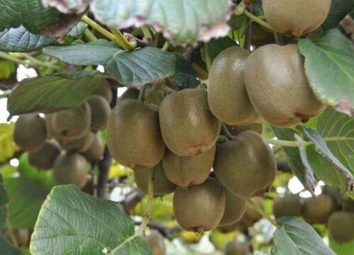 猕猴桃是哪里产的水果 猕猴桃产地有哪些