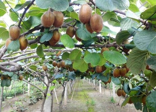 猕猴桃是什么作物 属于什么种类水果