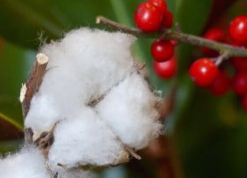 种棉花一亩地的收入是多少钱 种一亩棉花成本与利润