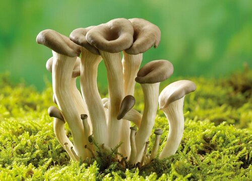 蘑菇可以生吃吗