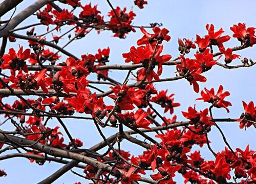 广州的市树是什么树