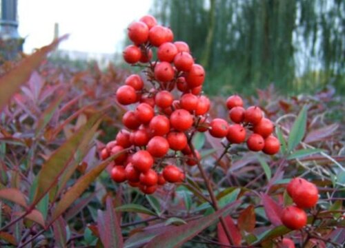 南天竹是什么花序类型属于圆锥花序 植物说