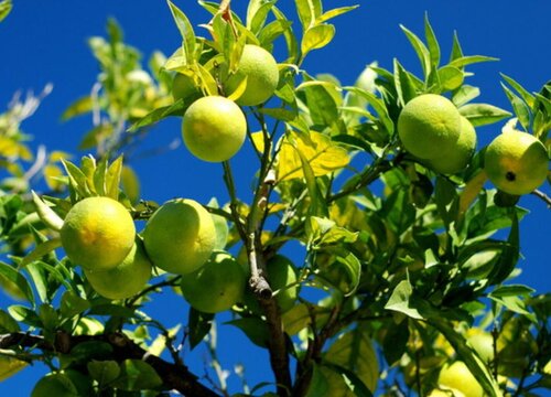 柠檬北方可以种植吗 北方盆栽柠檬养殖方法