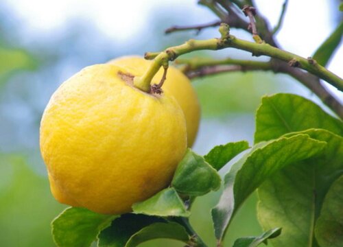 柠檬树1(4)