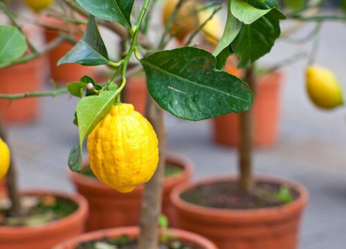 柠檬树耐寒多少度 过冬能耐受最低温度