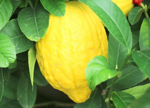 柠檬和橙子是一种水果吗 区别是什么