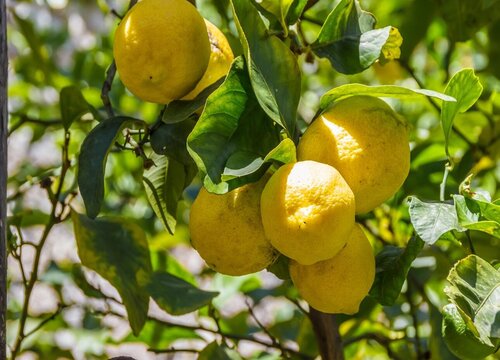 柠檬树叶子发黄的原因分析和处理方法