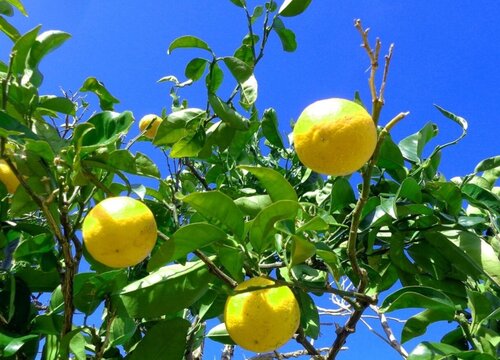 柠檬树喜水还是喜旱