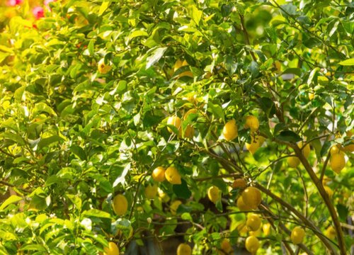 柠檬树怎么浇水 浇水方法与注意事项
