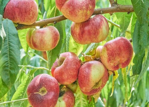 蟠桃哪个品种最好吃 目前最好的蟠桃品种排名