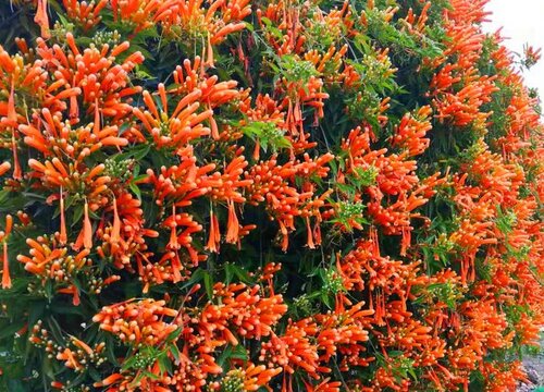 十大爬藤花卉排名 最好看最香又好养的爬藤植物
