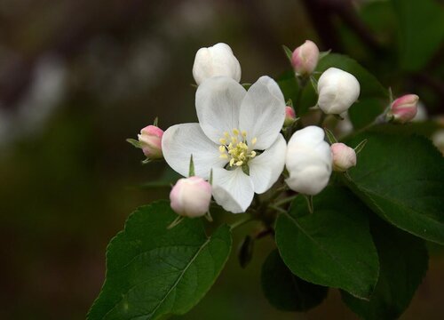 苹果树开花吗 开花了是什么样的
