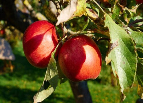 苹果几年结果 种植苹果树几年能挂果