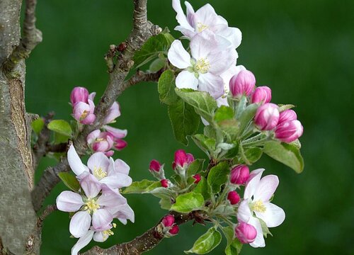 苹果什么时候开花结果 开花季节