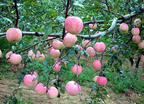 苹果哪里产的品质最好 哪个地方生产的苹果最好吃