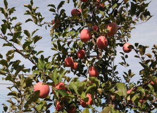 苹果为什么要套袋 在树上的苹果套袋的作用