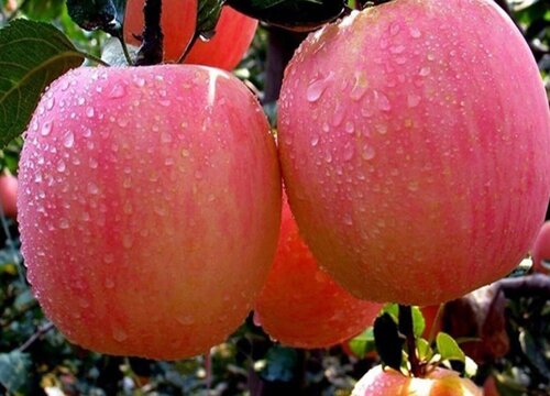 苹果亩产量一般多少斤 种一亩地的苹果产量在多少