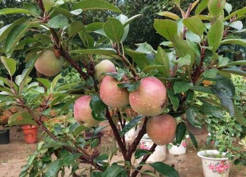 盆栽苹果树怎么剪枝 修剪枝条方法