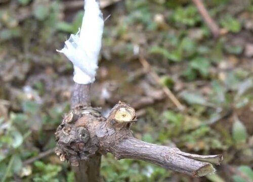 葡萄扦插多久生根扦插葡萄生根最快方法图解