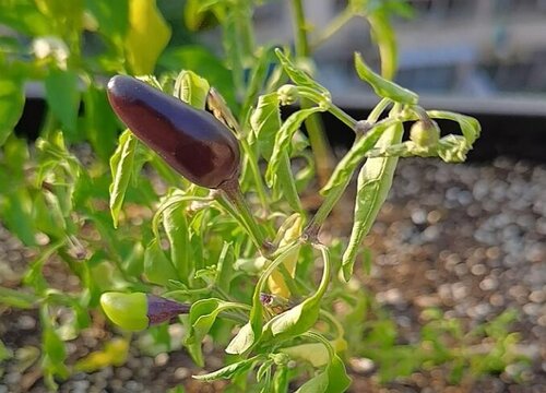 七彩椒怎么种植 种植方法与时间