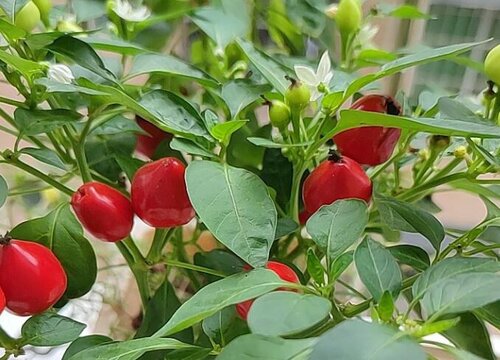 红彩椒可以生吃吗 生吃菜椒的功效与作用