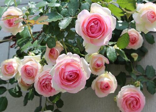 蔷薇的花语是什么