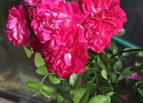 蔷薇花的花语是什么