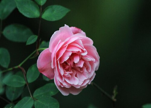 蔷薇花花语和寓意 象征着什么意思