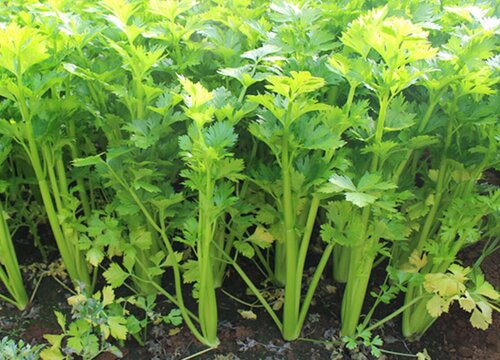 芹菜种植行距和株距多少为好 移栽定植合适间距