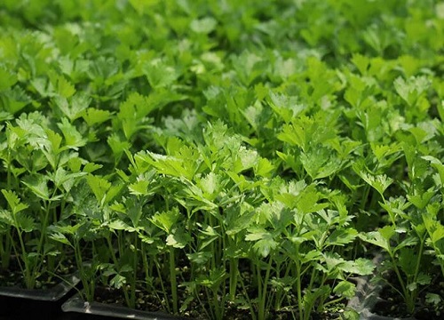 芹菜的生长期是多少天 芹菜种植周期要多久能成熟