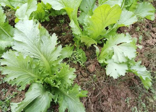 青菜种植时间和方法