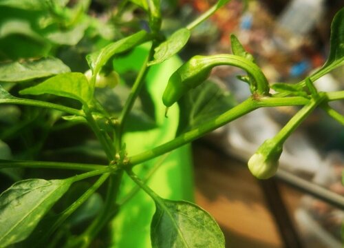 青椒喜阴还是喜阳光的植物