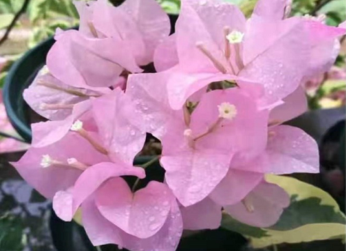 最漂亮又勤花的三角梅品种 最勤花品种图片