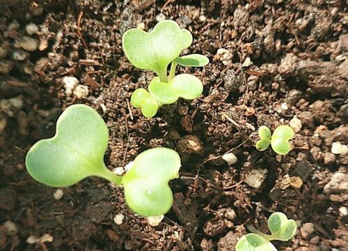 生菜几天发芽出苗 种子几天发芽出土