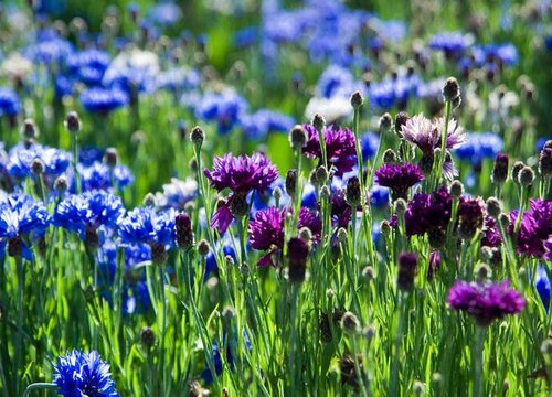 蓝色矢车菊的花语和寓意 在中国象征着什么意思