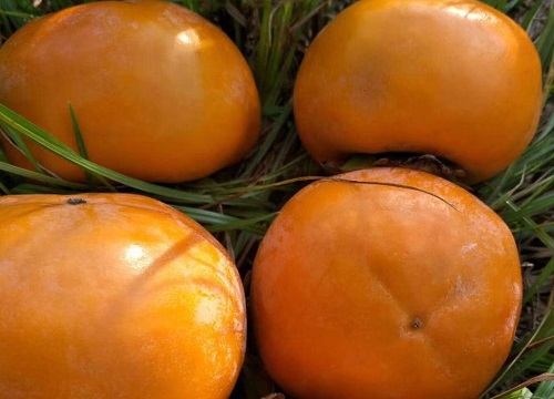 脆柿和普通柿子的区别 怎么区分普通柿子和脆柿