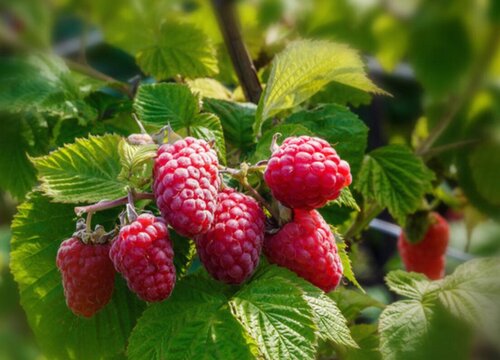 树莓耐寒最低温度 树莓冬天怎么过冬