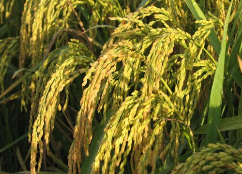 2022年最好的水稻品种（优质高产杂交水稻主栽品种）