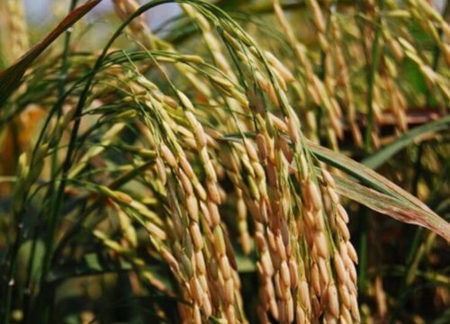 2022年春节过后水稻会暴涨吗（水稻过年后能涨价吗）